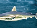 Bronze Whaler Shark
