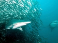 Bronze Whaler Shark