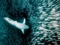 Bronze Whaler Shark