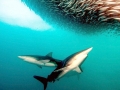 Bronze Whaler Shark