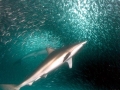 Bronze Whaler Shark