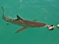 Bronze Whaler Shark
