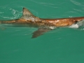 Bronze Whaler Shark