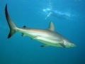 Bronze Whaler Shark