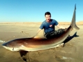 Bronze Whaler Shark