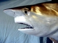 Bronze Whaler Shark