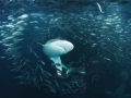 Bronze Whaler Shark