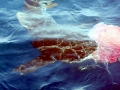 Bronze Whaler Shark