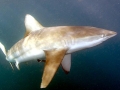 Bronze Whaler Shark