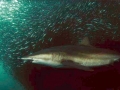 Bronze Whaler Shark