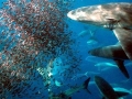 Bronze Whaler Shark