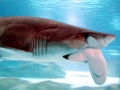 Bronze Whaler Shark