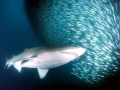 Bronze Whaler Shark