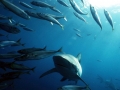 Bronze Whaler Shark