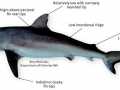 Bronze Whaler Shark