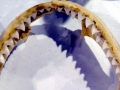 Bronze Whaler Shark