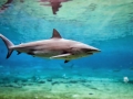 Bronze Whaler Shark