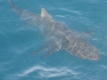 Bronze Whaler Shark
