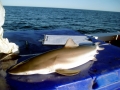 Bronze Whaler Shark