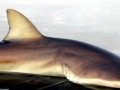 Bronze Whaler Shark