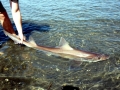 Bronze Whaler Shark