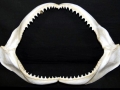 Bronze Whaler Shark