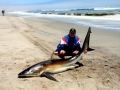 Bronze Whaler Shark