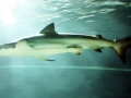Bronze Whaler Shark