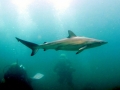 Bronze Whaler Shark