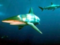 Bronze Whaler Shark