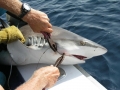 Bronze Whaler Shark