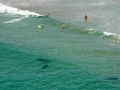 Bronze Whaler Shark