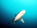Bronze Whaler Shark