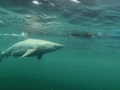 Bronze Whaler Shark