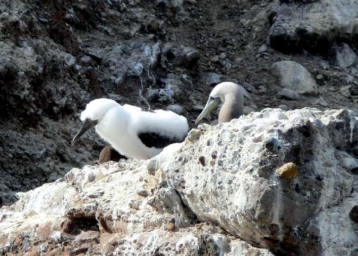 Brown Booby