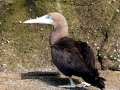 Brown Booby
