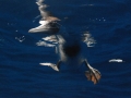 Brown Booby