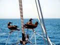 Brown Booby