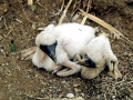 Brown Booby