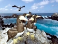Brown Booby