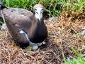 Brown Booby