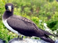 Brown Booby