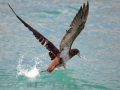 Brown Booby