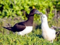 Brown Booby