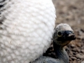 Brown Booby