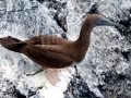 Brown Booby