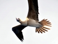 Brown Booby