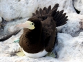Brown Booby