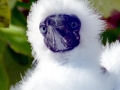 Brown Booby
