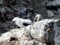 Brown Booby